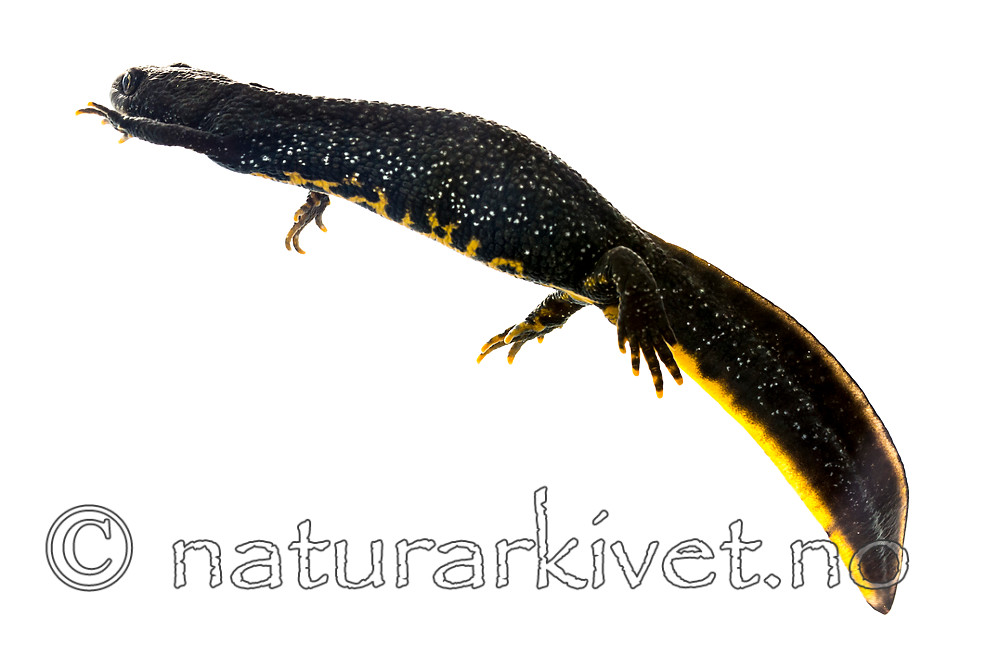 KA_160515_80 / Triturus cristatus / Storsalamander