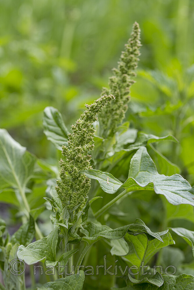 KA_160521_41 / Blitum bonus-henricus / Stolt henrik