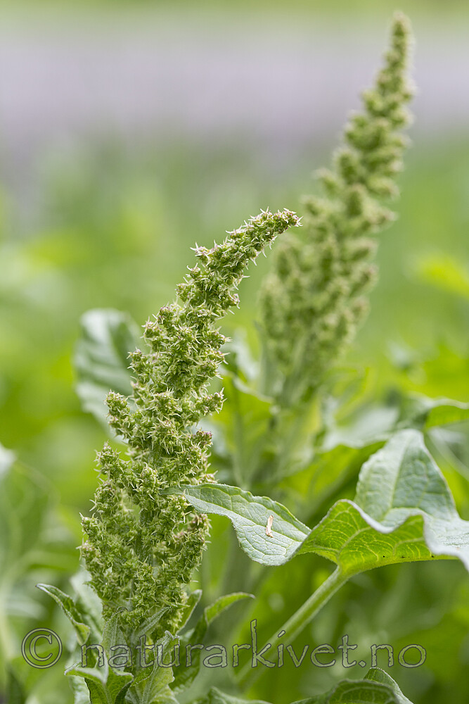 KA_160521_43 / Blitum bonus-henricus / Stolt henrik