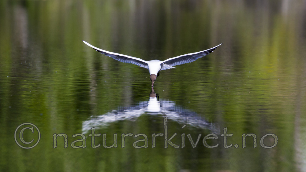 KA_160526_5 / Chroicocephalus ridibundus / Hettemåke