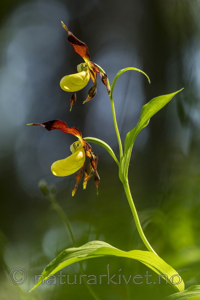 KA_160604_16 / Cypripedium calceolus / Marisko