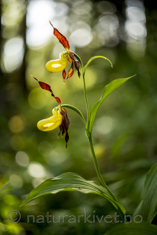 KA_160604_30 / Cypripedium calceolus / Marisko