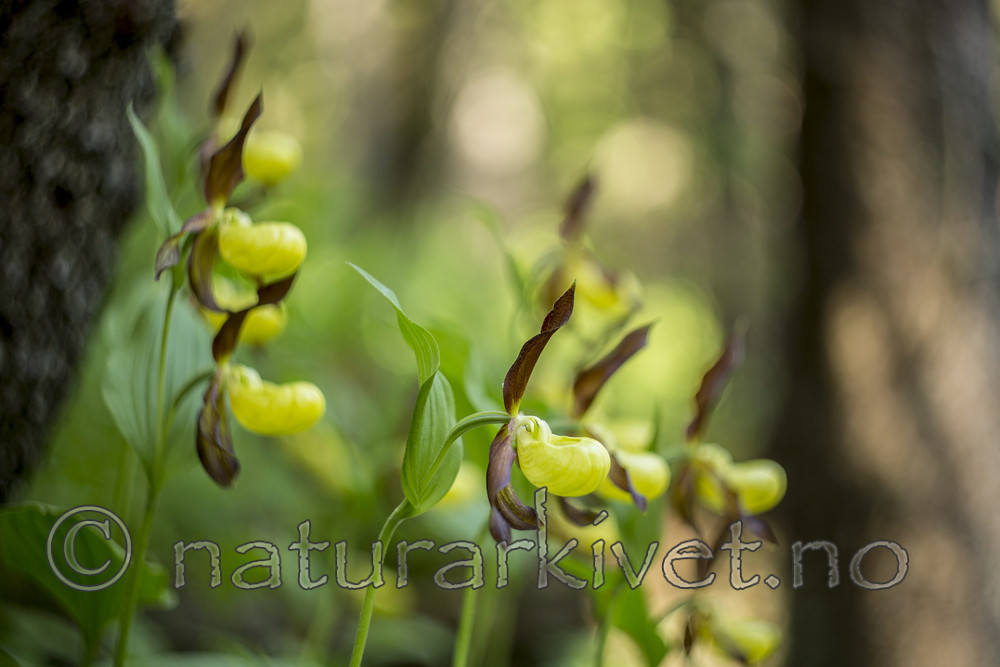 KA_160604_34 / Cypripedium calceolus / Marisko