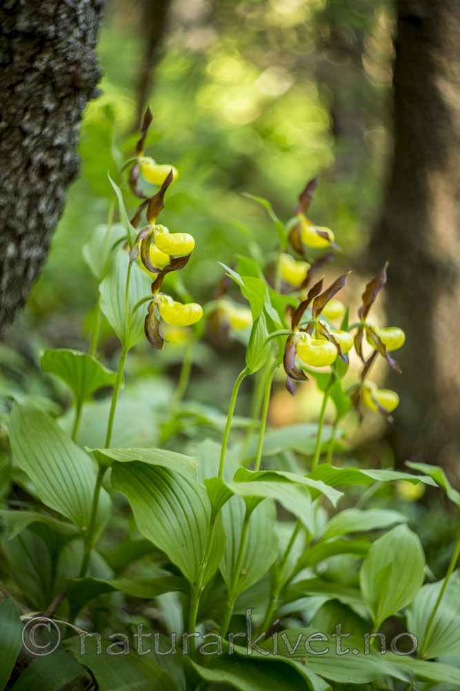 KA_160604_35 / Cypripedium calceolus / Marisko