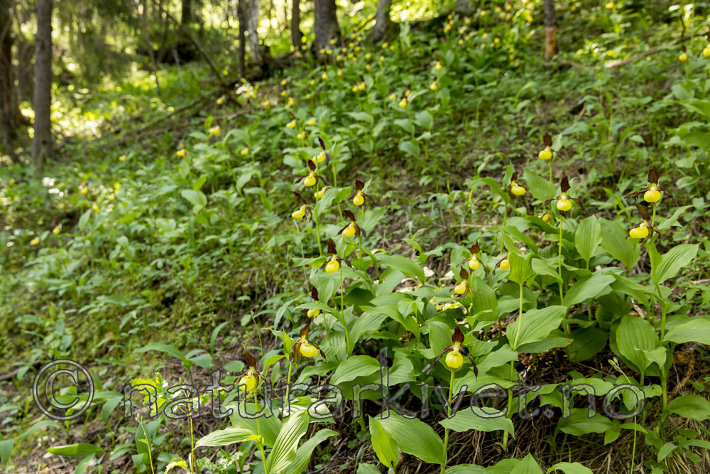 KA_160604_47 / Cypripedium calceolus / Marisko