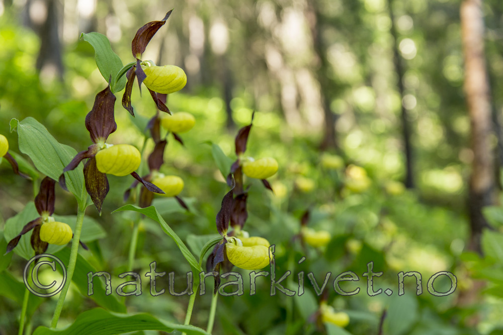 KA_160604_48 / Cypripedium calceolus / Marisko