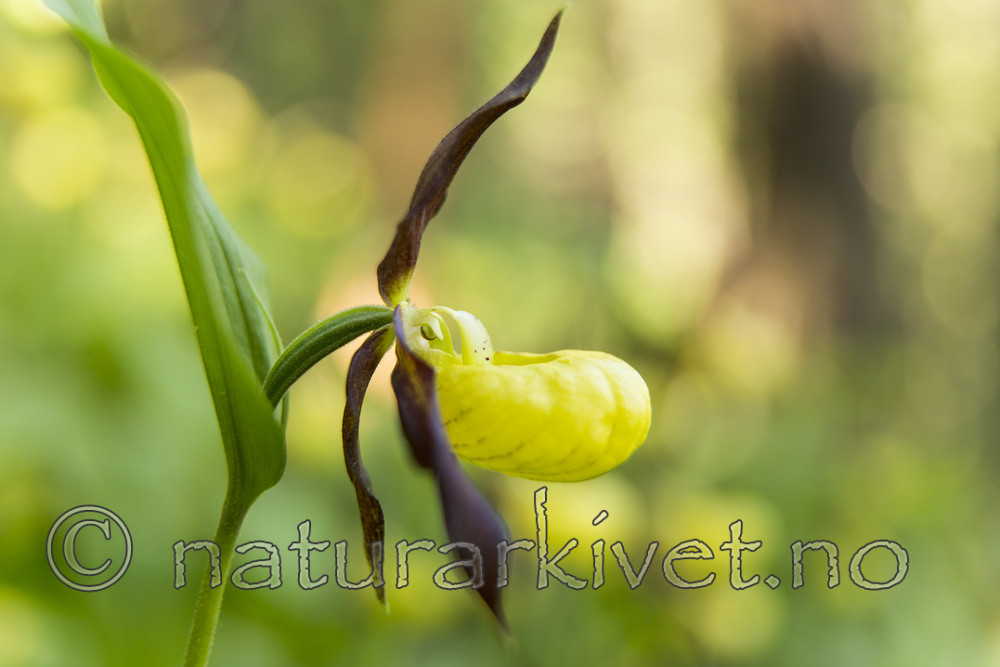 KA_160604_50 / Cypripedium calceolus / Marisko