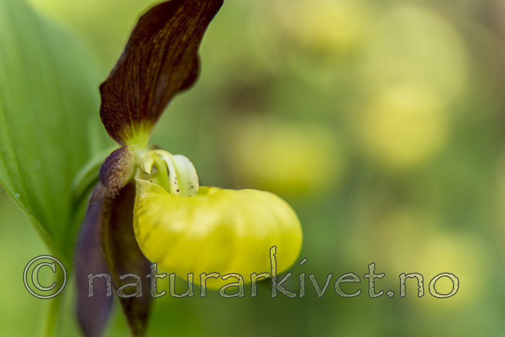 KA_160604_57 / Cypripedium calceolus / Marisko