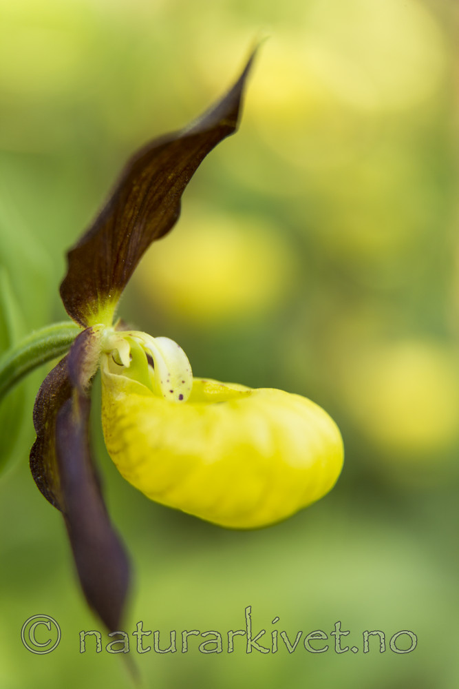 KA_160604_58 / Cypripedium calceolus / Marisko