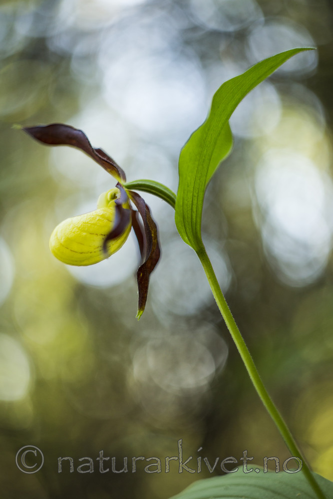 KA_160604_65 / Cypripedium calceolus / Marisko