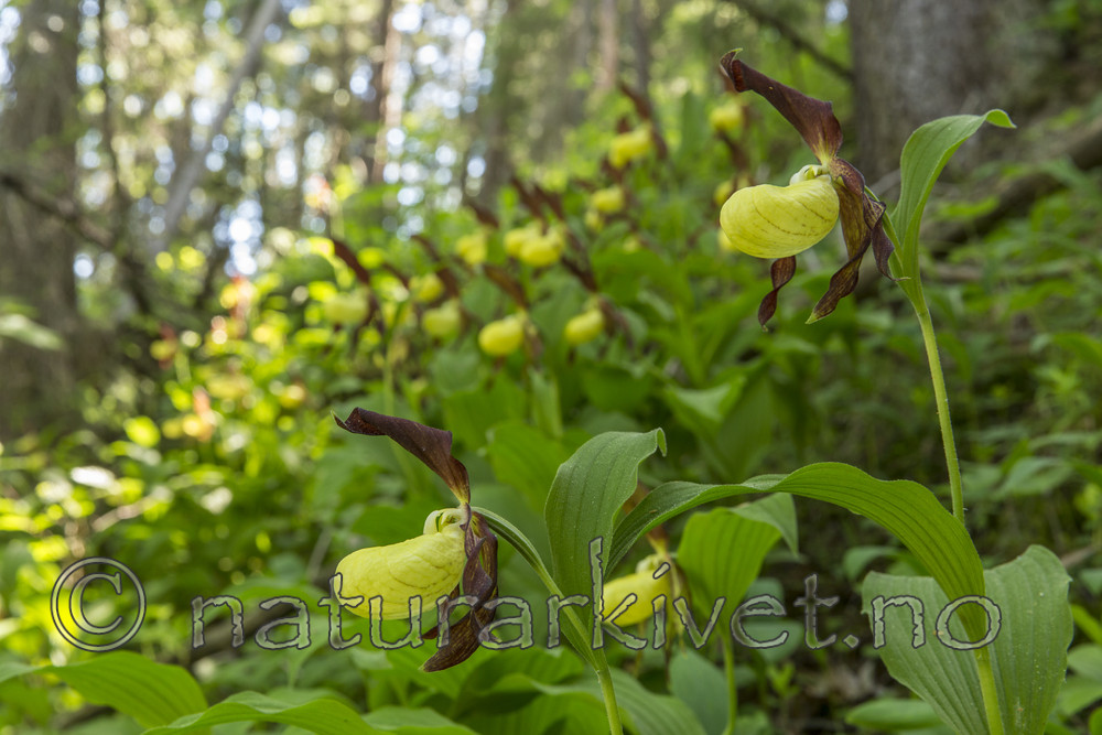 KA_160604_93 / Cypripedium calceolus / Marisko