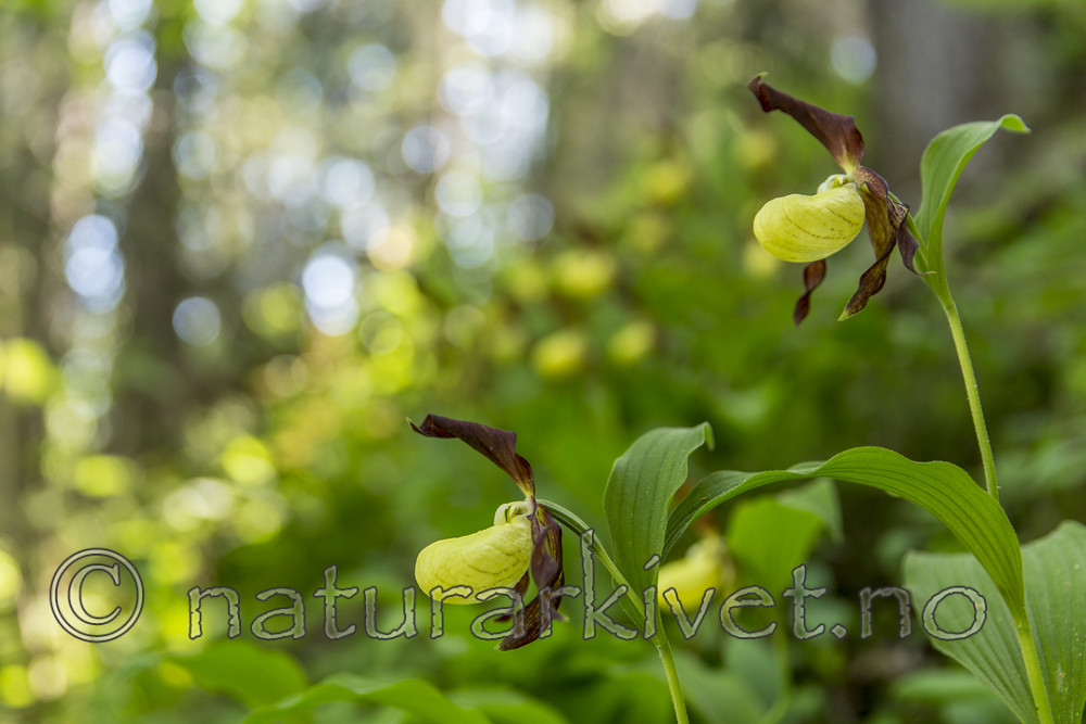 KA_160604_94 / Cypripedium calceolus / Marisko
