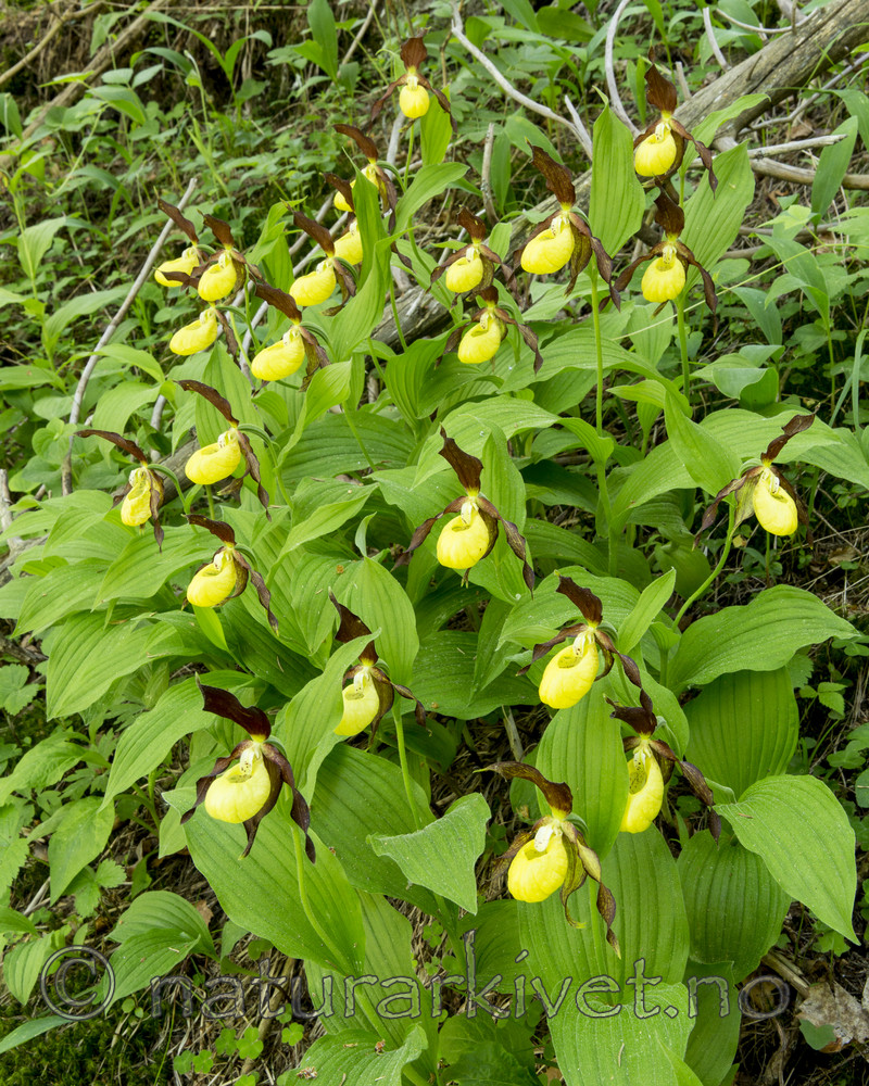 KA_160604_96 / Cypripedium calceolus / Marisko