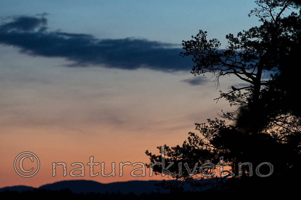 KA_160605_2 / Caprimulgus europaeus / Nattravn