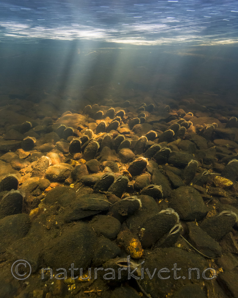 KA_160605_41 / Margaritifera margaritifera / Elvemusling