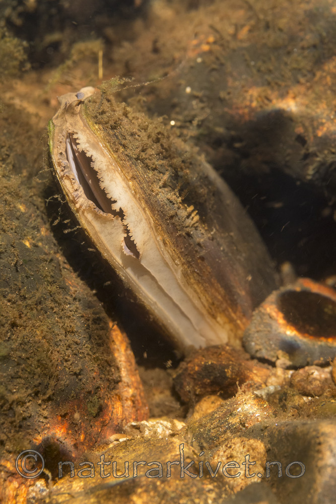 KA_160605_45 / Margaritifera margaritifera / Elvemusling