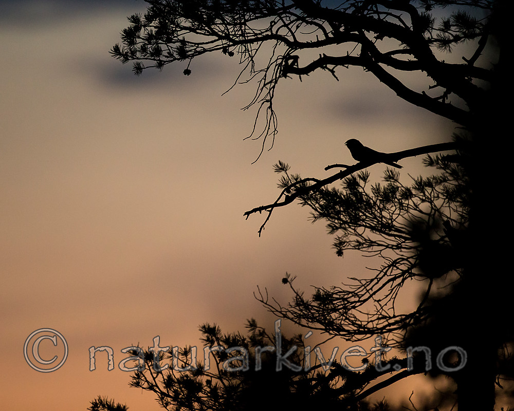 KA_160605_7 / Caprimulgus europaeus / Nattravn