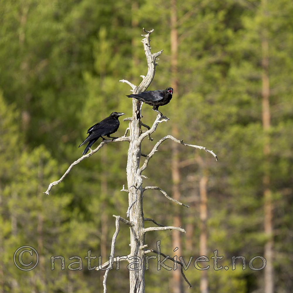 KA_160623_12 / Corvus corax / Ravn
