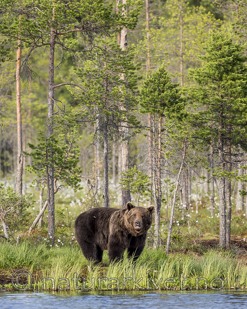 KA_160623_70 / Ursus arctos / Brunbjørn