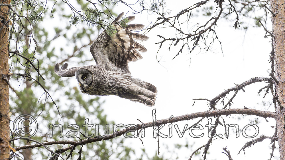 KA_160624_215 / Strix nebulosa / Lappugle