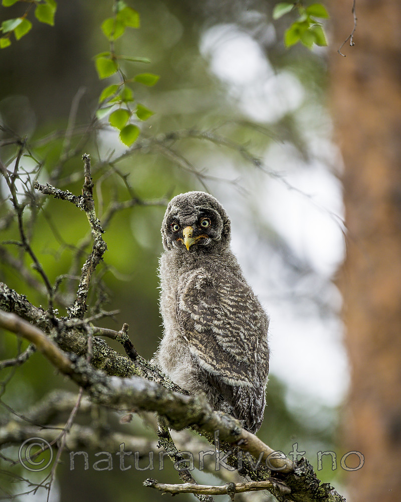 KA_160624_222 / Strix nebulosa / Lappugle