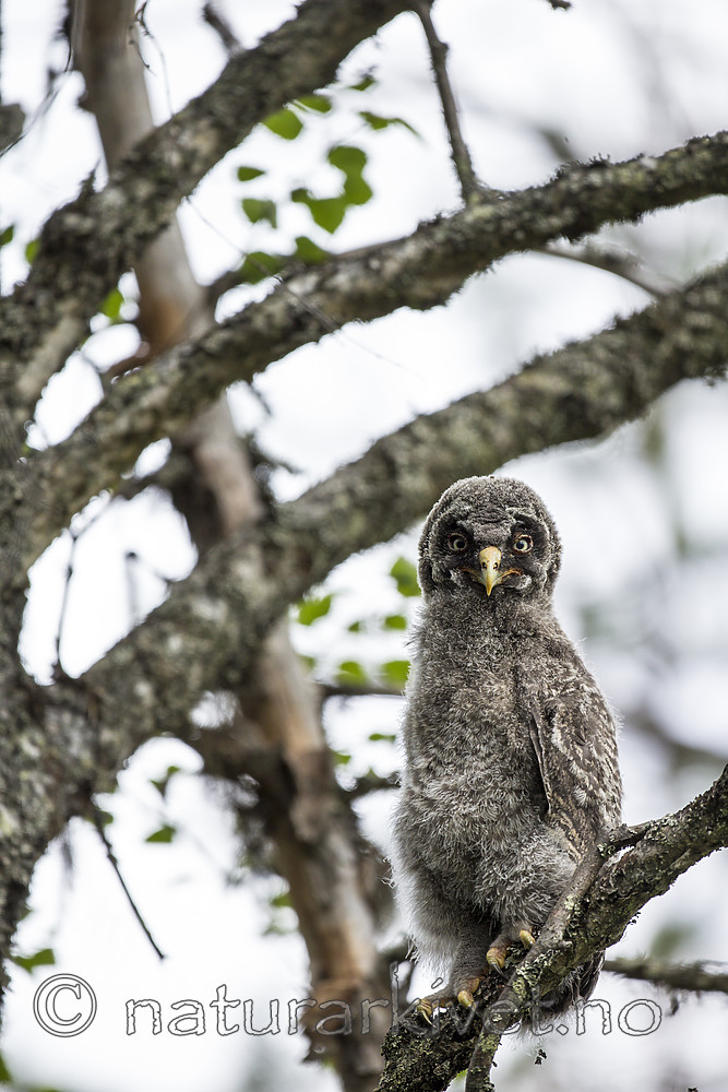 KA_160624_226 / Strix nebulosa / Lappugle