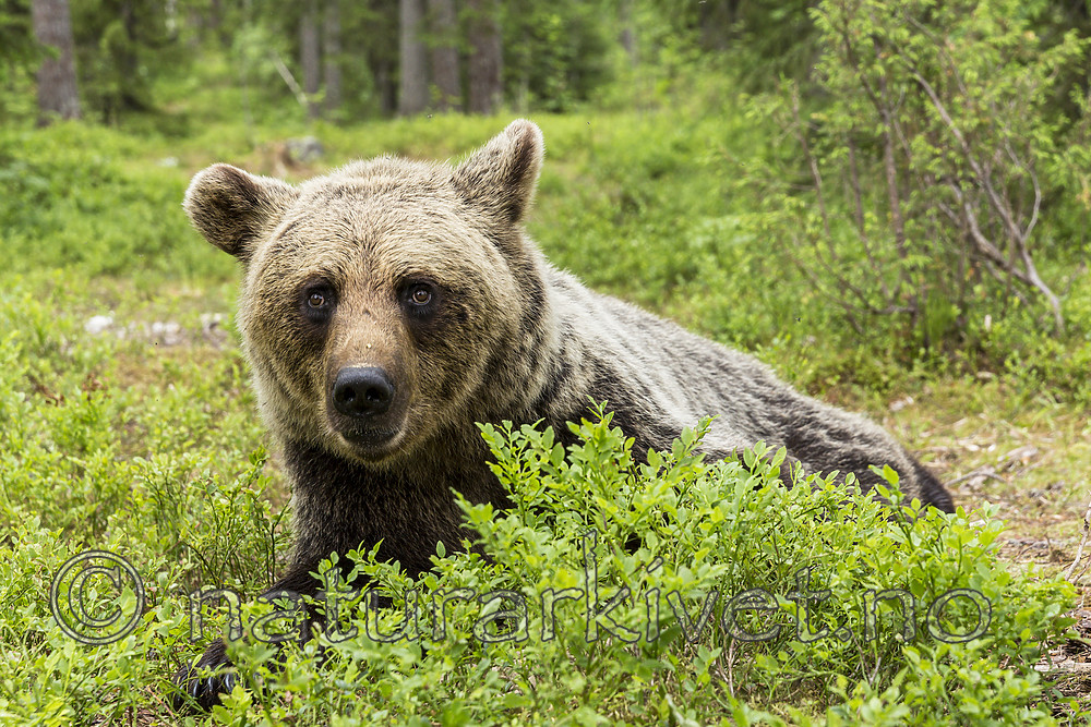 KA_160624_239 / Ursus arctos / Brunbjørn