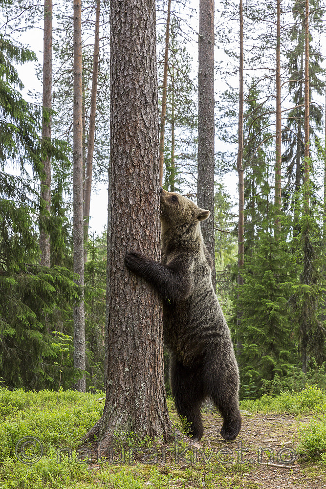 KA_160624_247 / Ursus arctos / Brunbjørn
