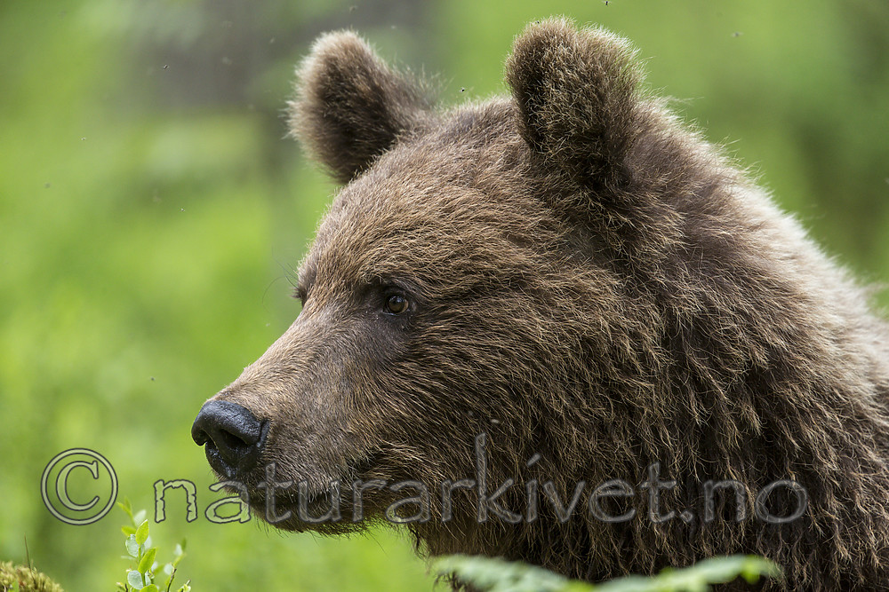 KA_160624_265 / Ursus arctos / Brunbjørn