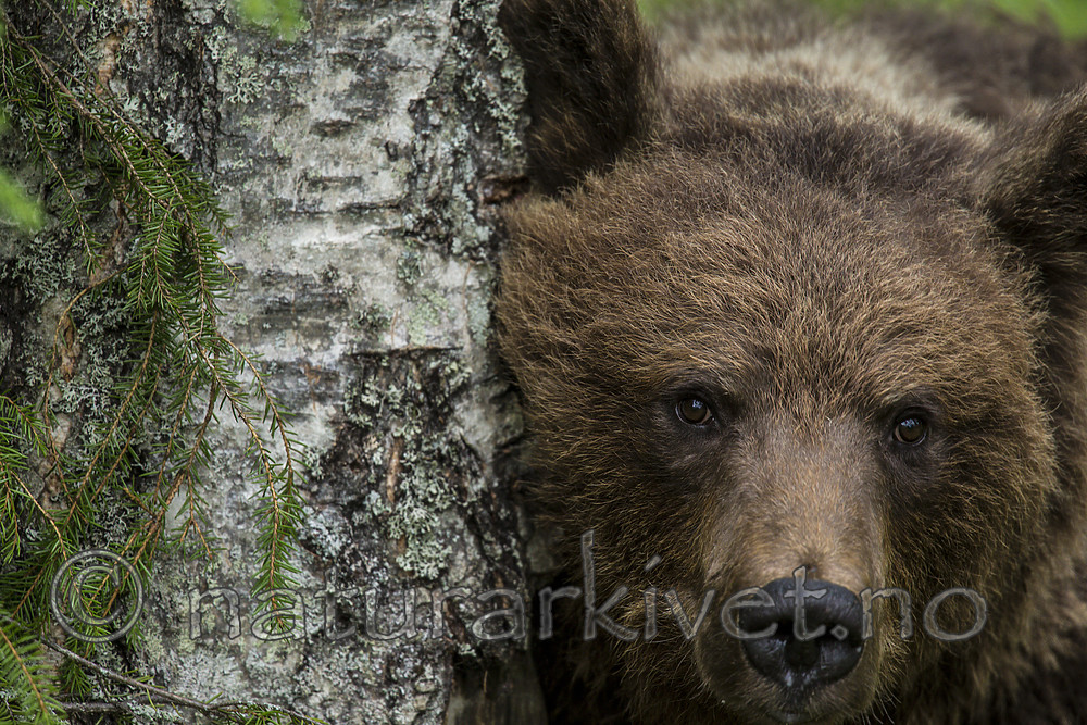 KA_160624_279 / Ursus arctos / Brunbjørn