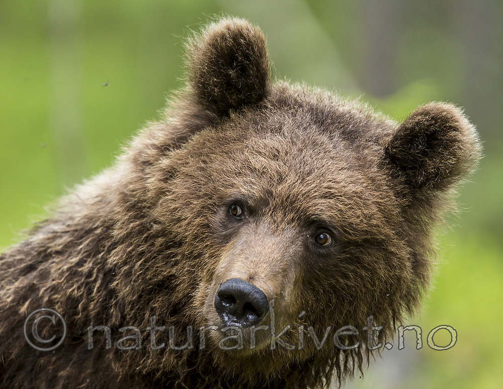 KA_160624_286 / Ursus arctos / Brunbjørn