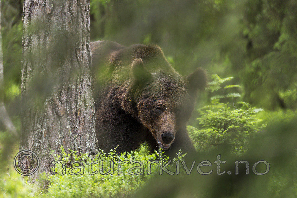 KA_160624_308 / Ursus arctos / Brunbjørn
