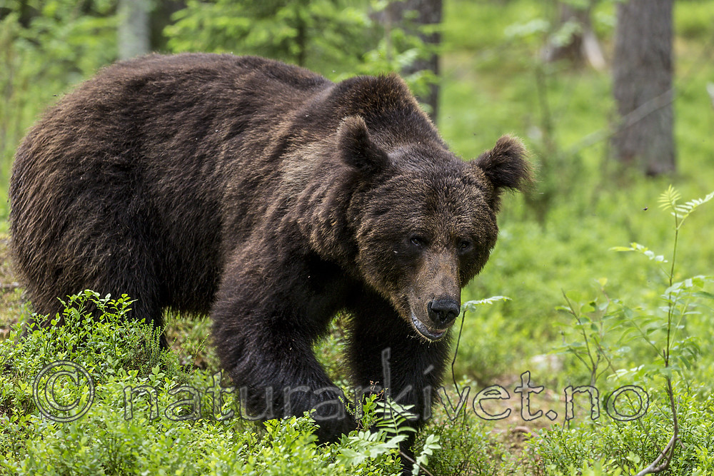 KA_160624_311 / Ursus arctos / Brunbjørn