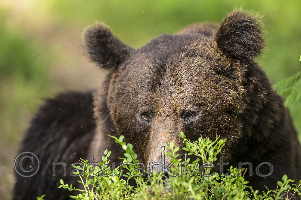 KA_160624_347 / Ursus arctos / Brunbjørn