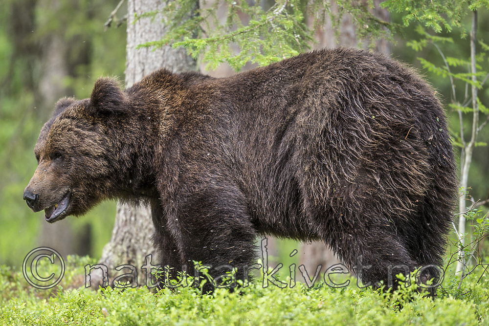 KA_160624_348 / Ursus arctos / Brunbjørn