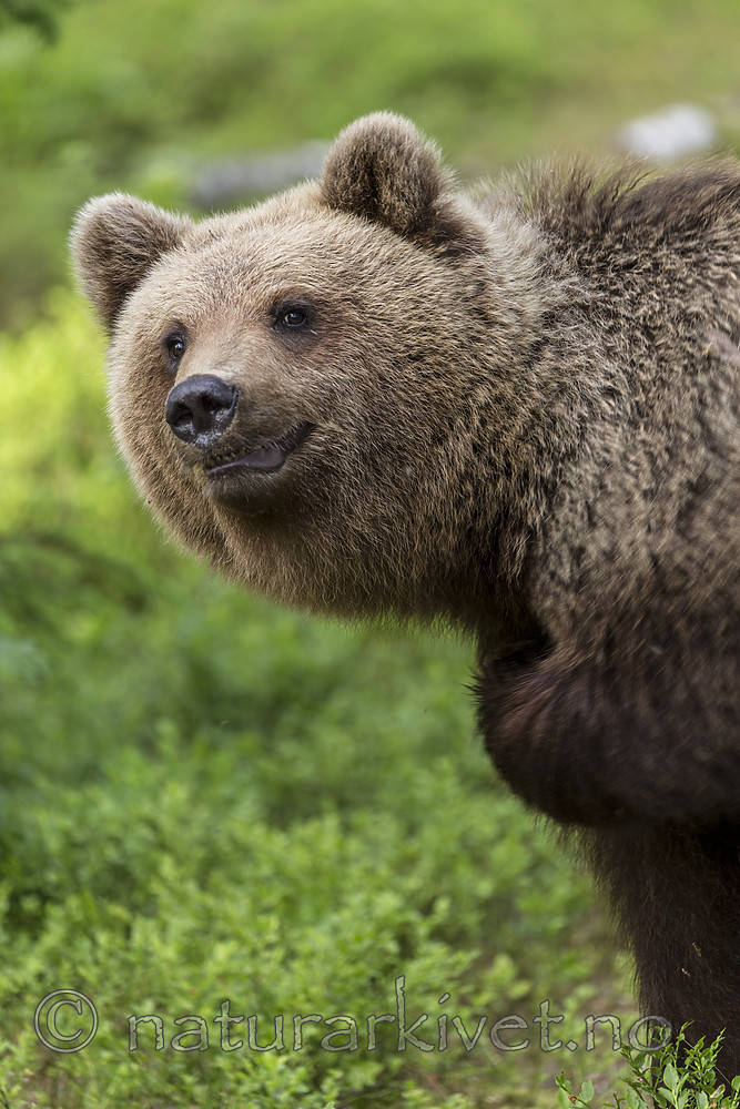 KA_160624_353 / Ursus arctos / Brunbjørn