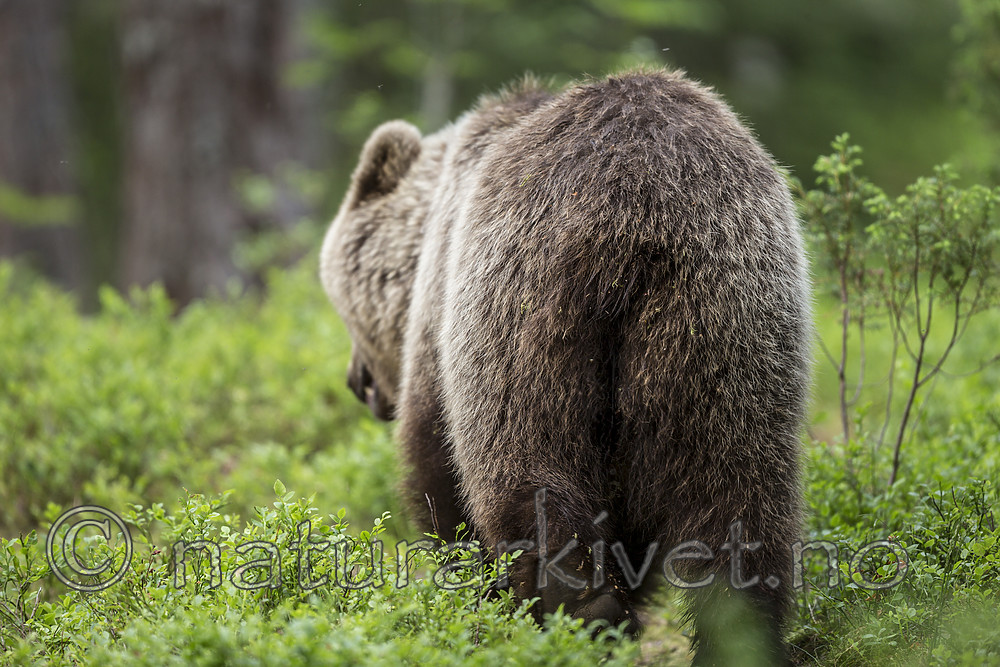 KA_160624_359 / Ursus arctos / Brunbjørn