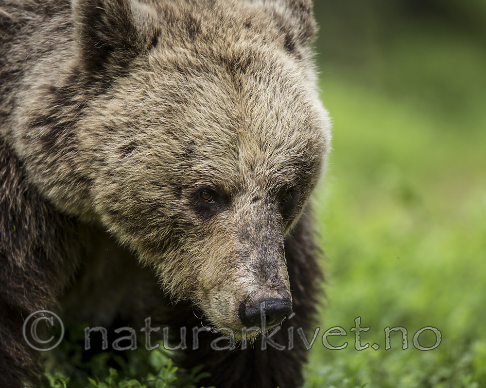 KA_160624_361 / Ursus arctos / Brunbjørn