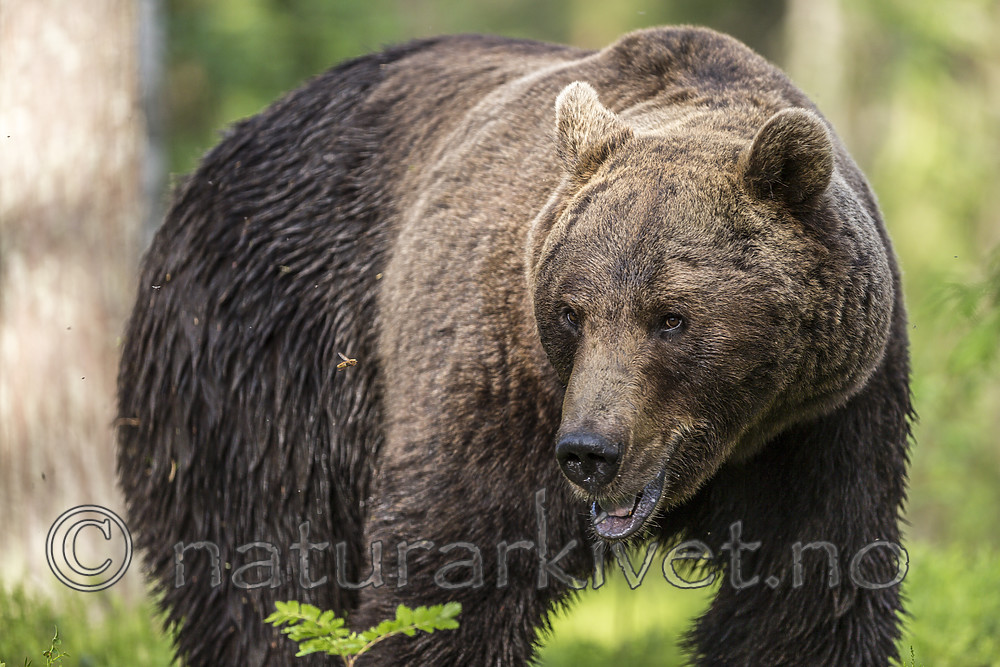 KA_160624_366 / Ursus arctos / Brunbjørn
