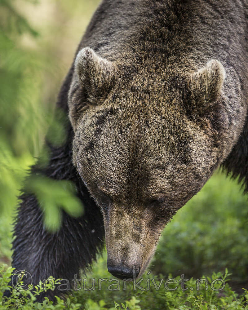 KA_160624_381 / Ursus arctos / Brunbjørn