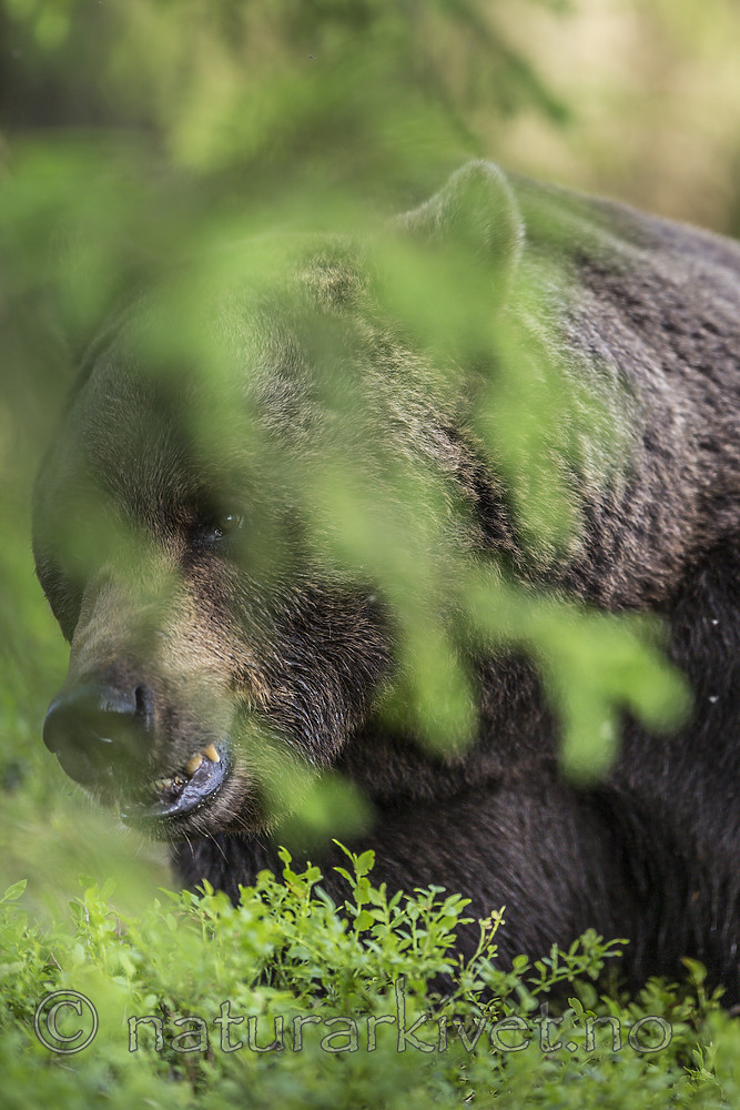 KA_160624_382 / Ursus arctos / Brunbjørn
