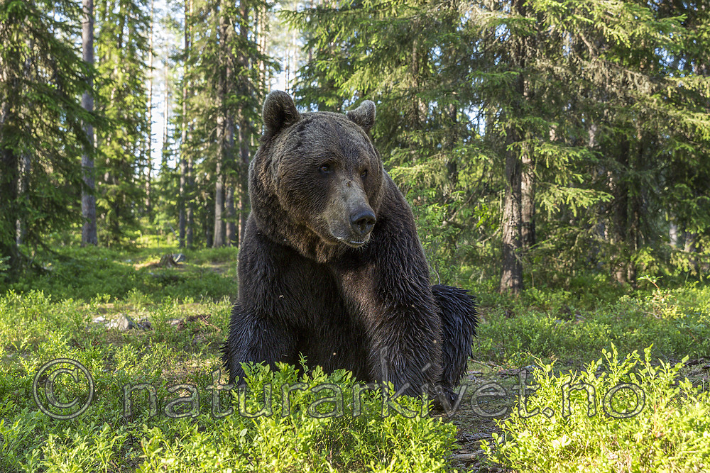 KA_160624_397 / Ursus arctos / Brunbjørn