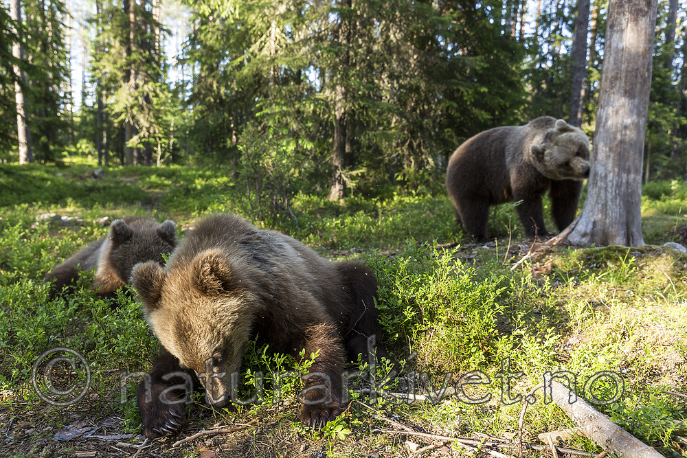 KA_160624_425 / Ursus arctos / Brunbjørn