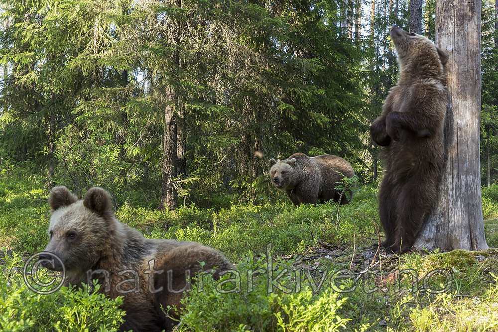 KA_160624_443 / Ursus arctos / Brunbjørn