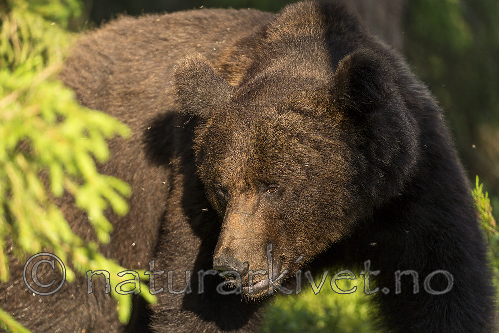KA_160624_461 / Ursus arctos / Brunbjørn