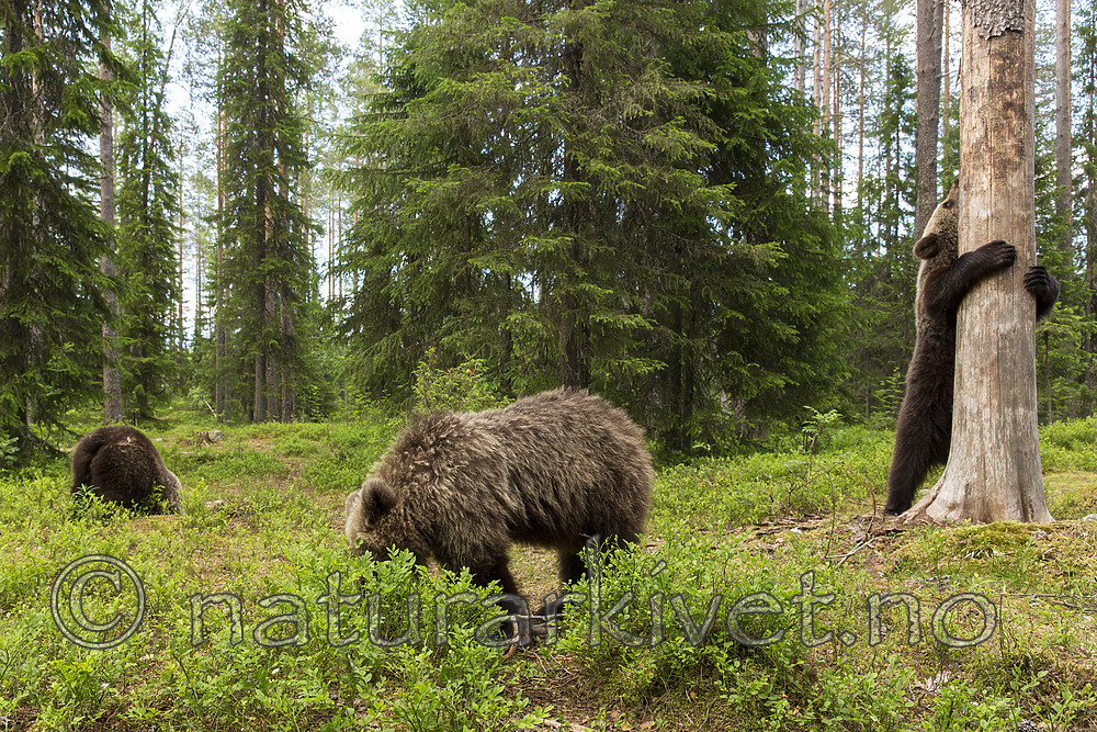 KA_160624_493 / Ursus arctos / Brunbjørn