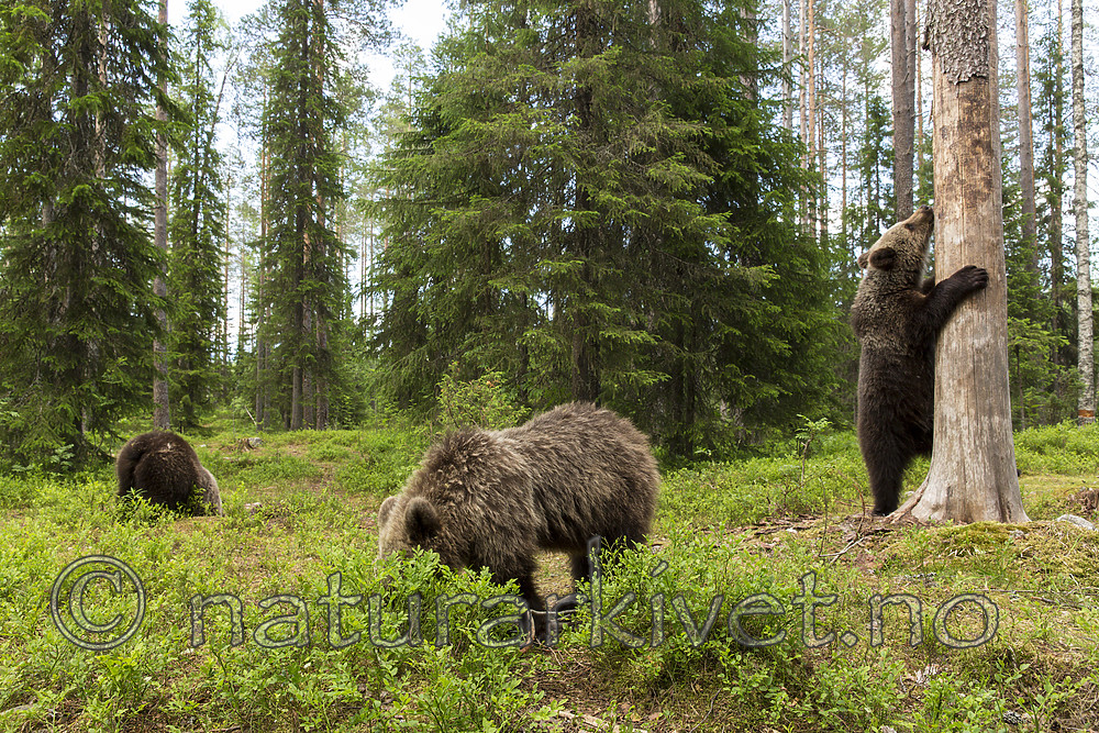 KA_160624_495 / Ursus arctos / Brunbjørn