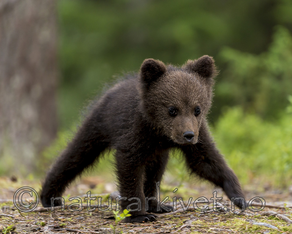 KA_160624_508 / Ursus arctos / Brunbjørn