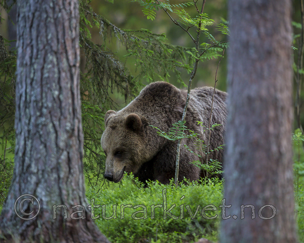 KA_160624_513 / Ursus arctos / Brunbjørn