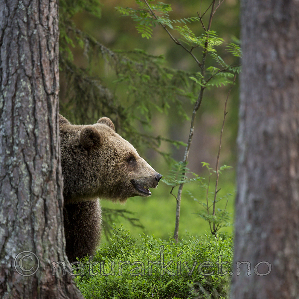 KA_160624_516 / Ursus arctos / Brunbjørn